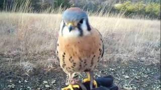 Our American Kestrel (Scales and Tales)  'My little buddy'