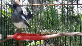 Suara Kacer Betina Memancing Kacer Jantan dengan Pancingan Siulan Mesra. LANGSUNG NYAUT!