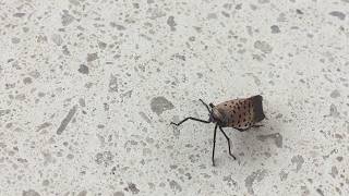 Lantern Bugs Invade New York City