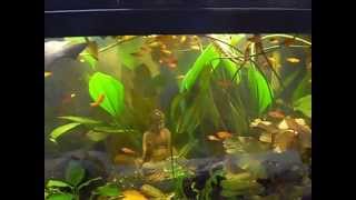 Young RED WAG SWORDTAIL  - XIPHOPHORUS HELLERI swimming in tank