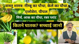 Vastu Tips for Plants, Lemon Plant, Banana Plant, Pipal Tree, Chilli Plants, Aloe Vera Plant Vastu
