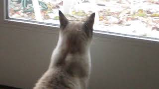 Lynx Point Siamese PRECIOUS talking & chattering at leaves by Judy Hoffmeister 518 views 4 years ago 41 seconds