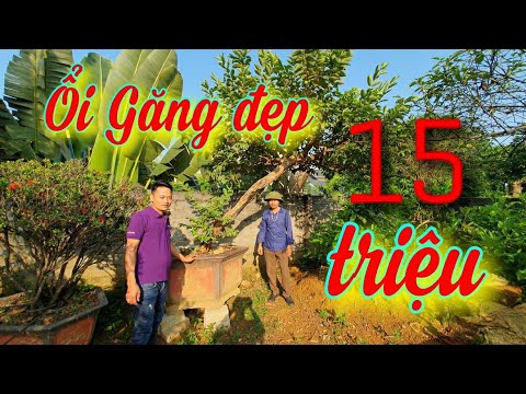 Video SH.3848. Cây Ổi găng dáng siêu đẹp 15tr vườn Nam... - youtube