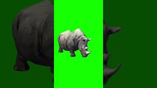 Rhino Copyright Free Green Screen