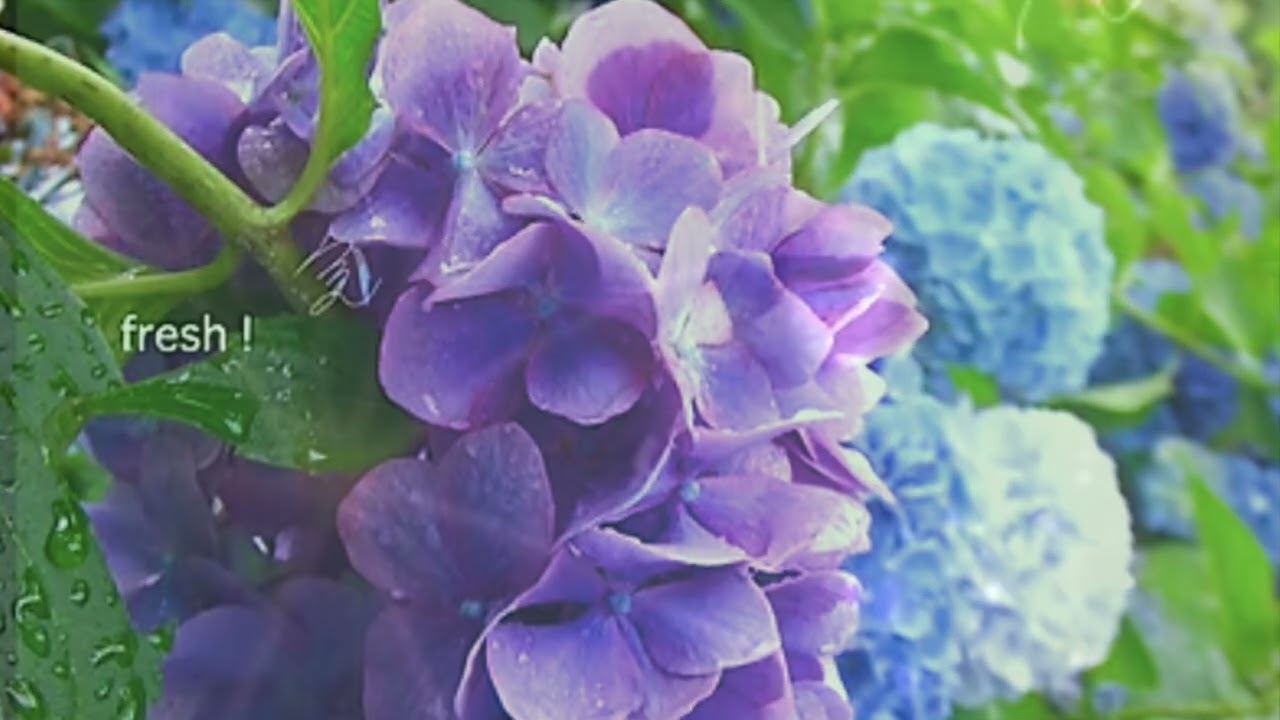 京都 四季の花たち KYOTO FLOWERS 4 SEASONS by MINOSUZU video＋
