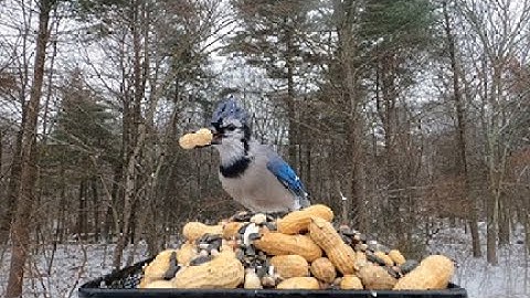 Variety at the feeder