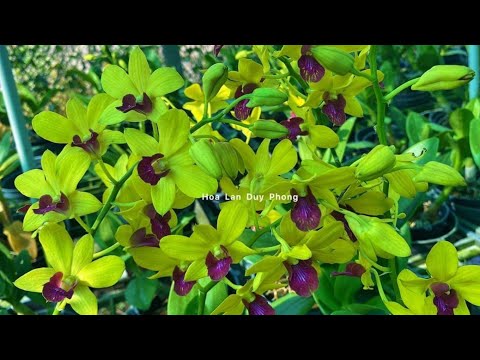 Video THIÊN LAN, BÒ TÍM, THANH LÝ GIÁ SÓC - youtube