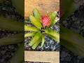 Reviviendo planta de Bromelia 💕