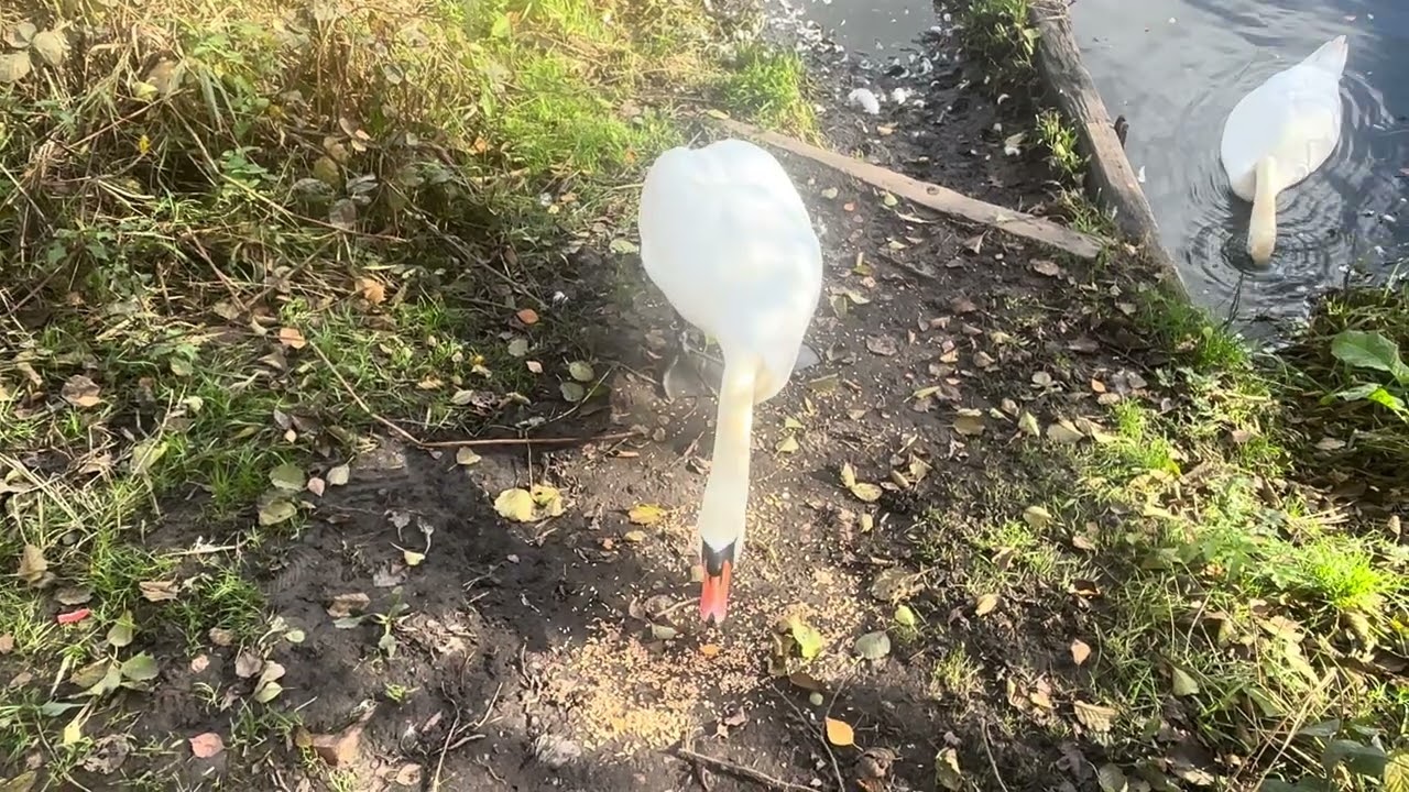 Feeding Swan cob and pen at Low Hall Nature Reserve on 08/11/25