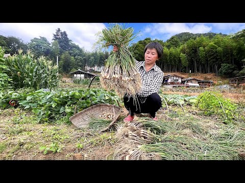 像葱又像蒜，生猛的乡村土味藠头，夏季酸辣脆甜的开胃菜丨chinese onion【闽湖阿嬤Fujian Grandma】