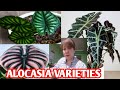 Alocasia varieties  margie pulido vlogs