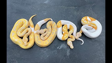 A Pied Ball Python Battle Royale!  Albino vs Toffino vs Toffee vs Lavender!  Which one is best?