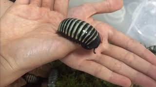 Malaysia Gemstone Pill Millipedes Zephronia Sp.