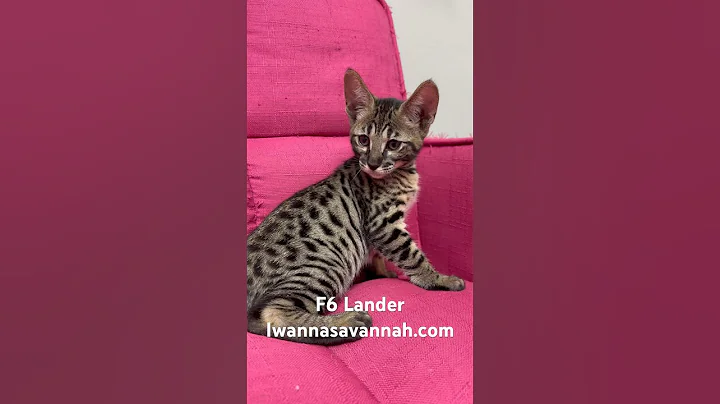 Video 2720701: f6 savannah, savannah male