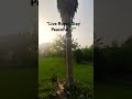 Nature Ke Beech Luxury Farmhouse 🌴 | Dream Lifestyle Property #realestate #luxuryliving