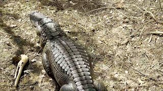 Gator in Six Mile Cypress Preserve