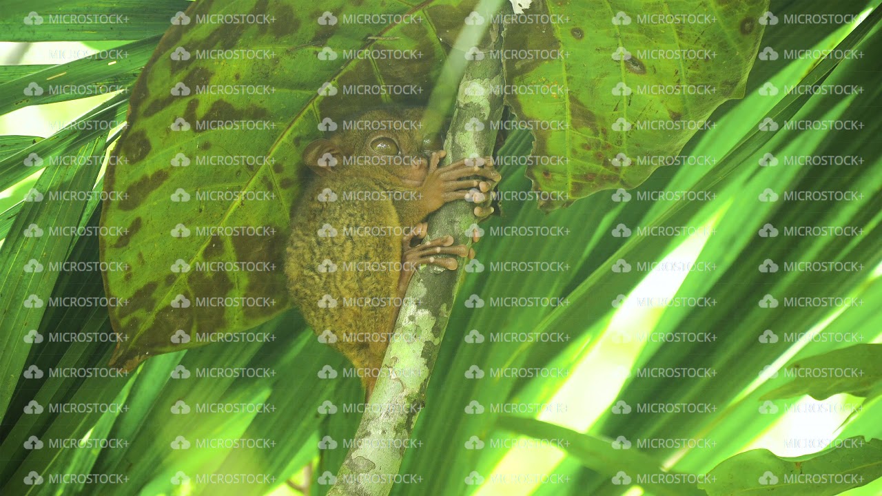 Funny Philippine tarsier Tarsius syrichta . Bohol Philippines