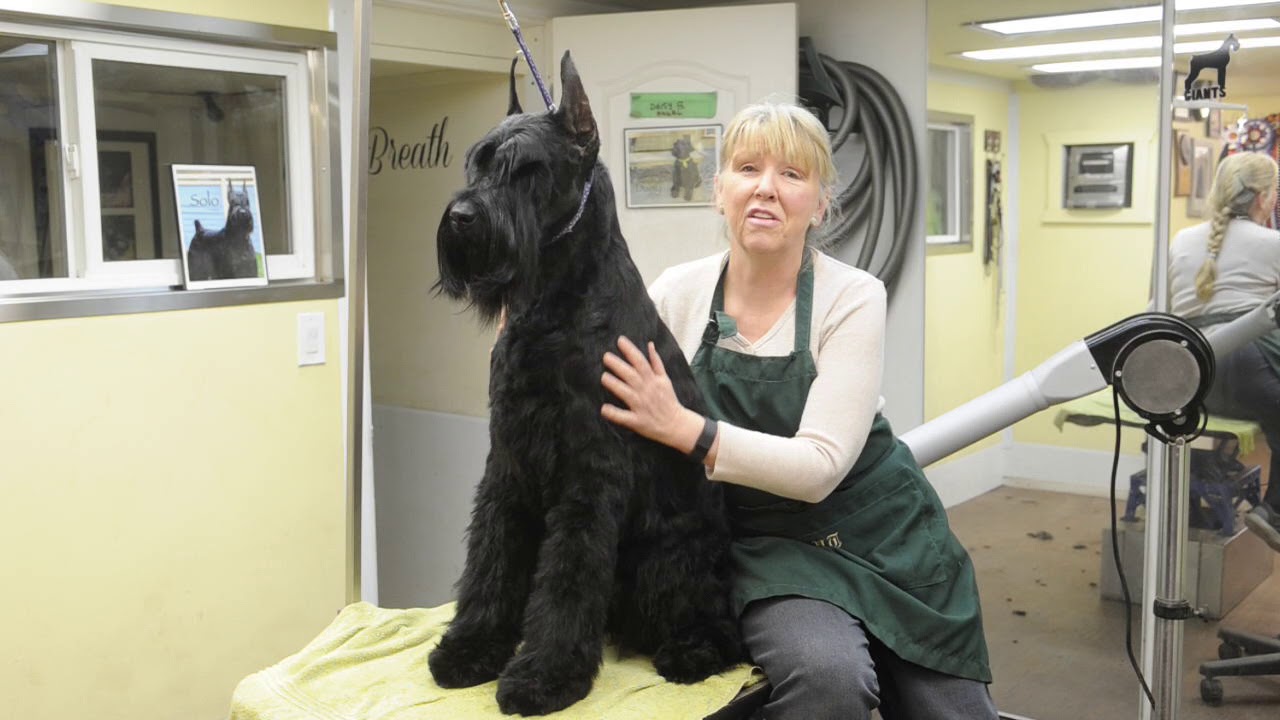 ty the giant schnauzer