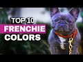 Top Ten French Bulldog Color Trends (2020) の動画、YouTube動画。