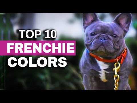 วีดีโอ: Manny The Frenchie เข้าเยี่ยมชมแฟน ๆ ที่พิเศษมาก