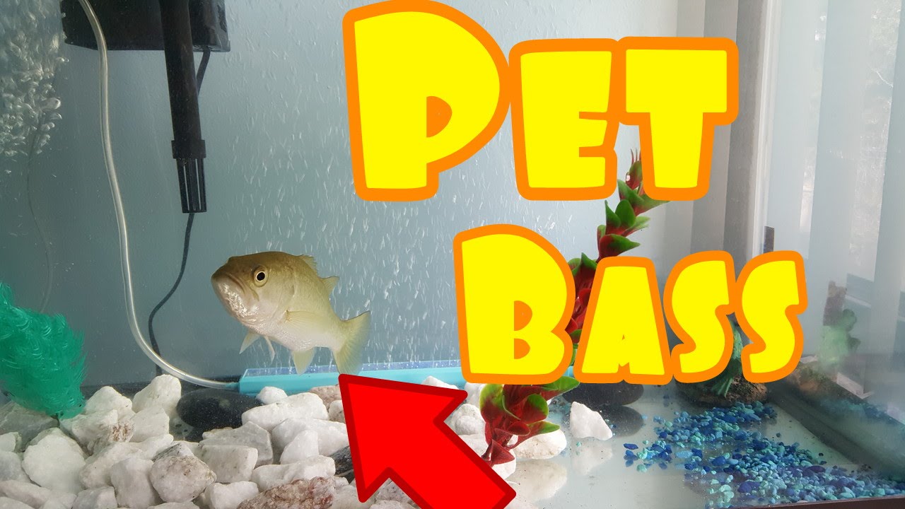 Baby Bass In Fish Tank