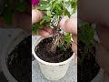 Propagate rose branches with potatoes at home