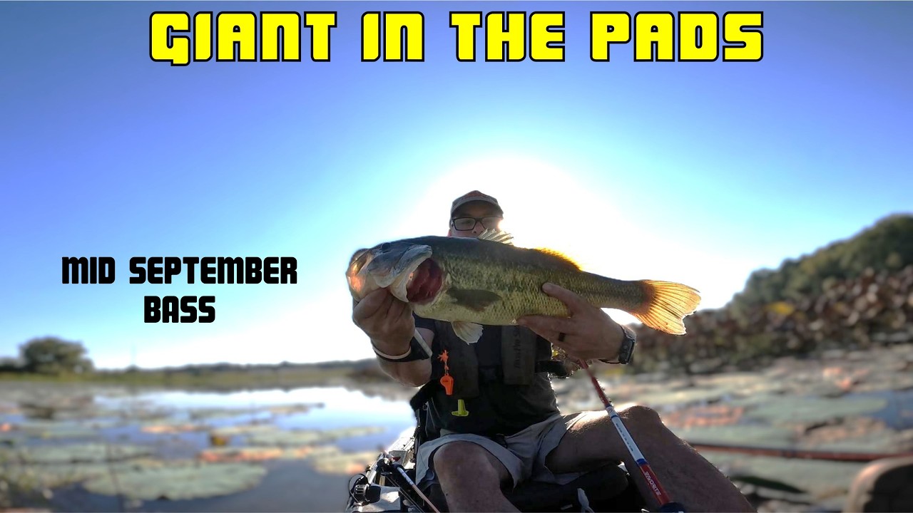 I Caught A Giant In The Pads!!! Mid September Bass Fishing