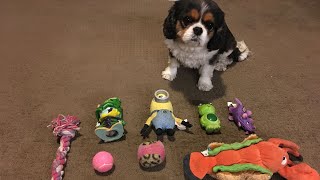 Fetching game at home by Isabelle The Cavalier 3,901 views 1 year ago 9 minutes, 54 seconds