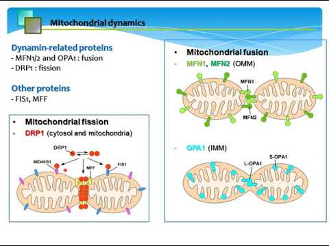 Drp1 단백질에 의한 미토콘드리아의 구조 및 기능 통합조절
