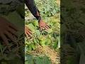 kheera harvesting #funny #duet #comedy #grow #farming #fouryoupage #viralvideo #watch #kishan