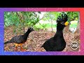 Rare 360 Footage: Two Adult Bare-Faced Curassows with Chicks Foraging in the Pantanal