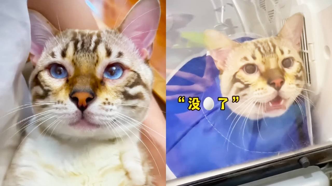 八條的黑歷史：別看現在風風光光，當時絕育都要哭出來啦【小鋒真喵啊】#貓咪小院#貓咪小院