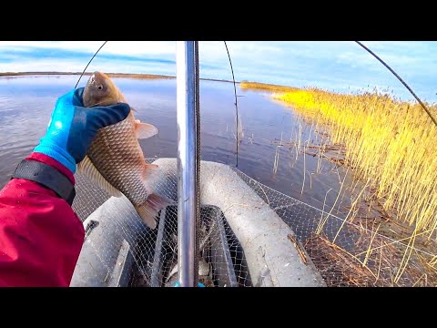 Видео: Встал ПОД КАМЫШ и давай ловить на ПАУК КАРАСЕЙ одного за другим! Рыбалка на паук подъемник