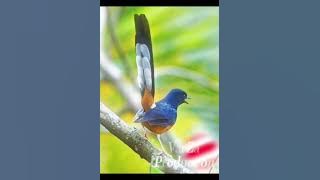 Rambatan paruh merah / Doraemon / Munguk loreng / Blue nuthatch / Sitta azurea (suara jernih)