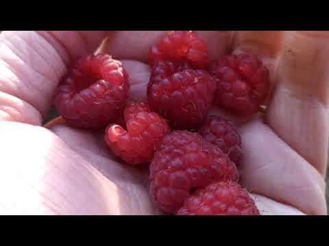 Video: Blagodati Maline