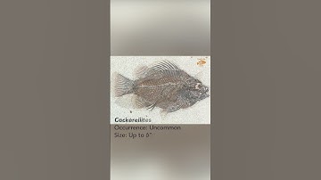 Fossil Fish Of The Green River Formation - Fossil Lake Safari Quarry