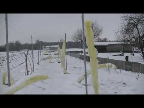 Укрытие ежевики на