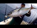 Local bluefin and yellowfin tuna southern california fishing catch clean and cook