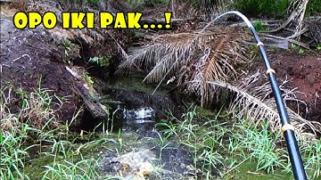 Rejeki Strike..! Saat Mancing Ikan Betok Babon di Spot Rawa Air Hitam