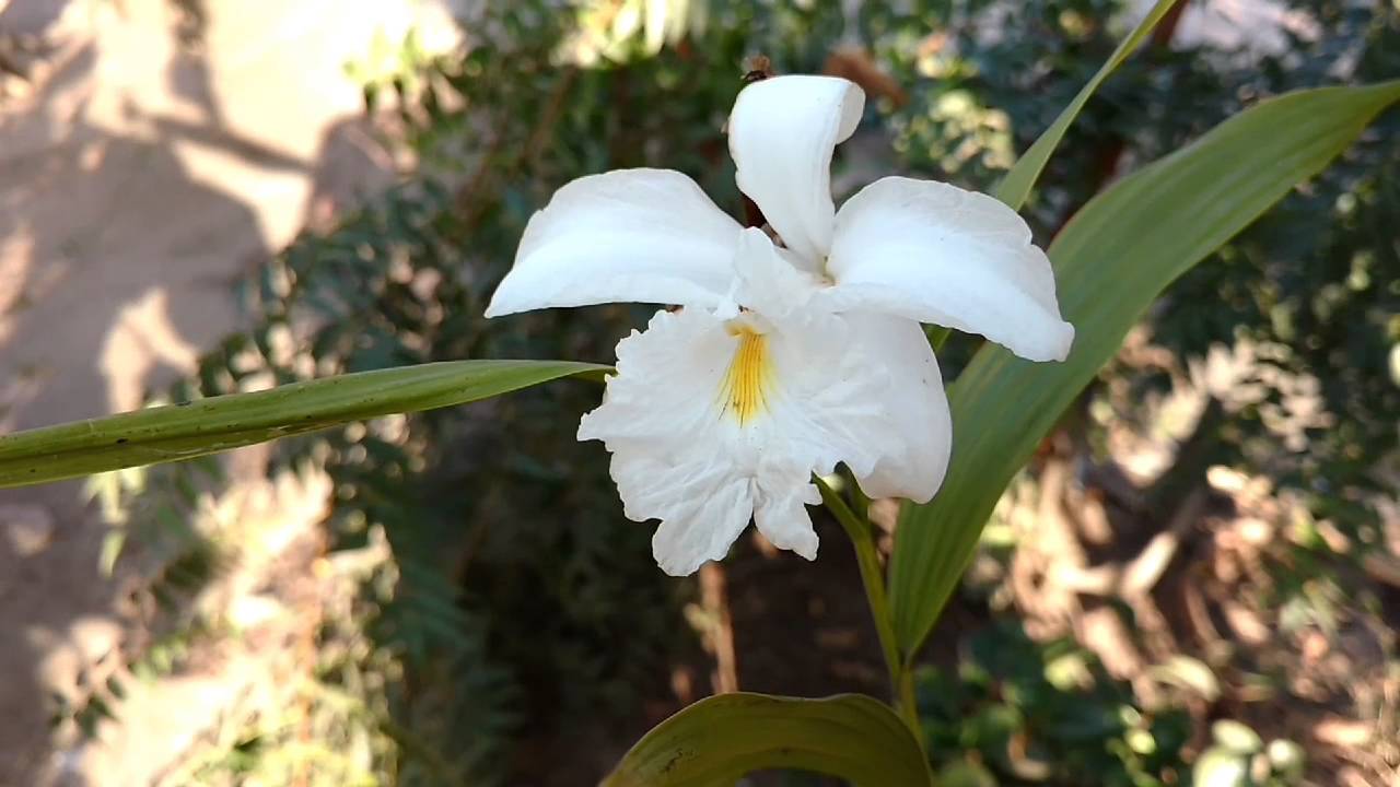 Orquídea sobrália liliastrum, floração e cultivo - thptnganamst.edu.vn