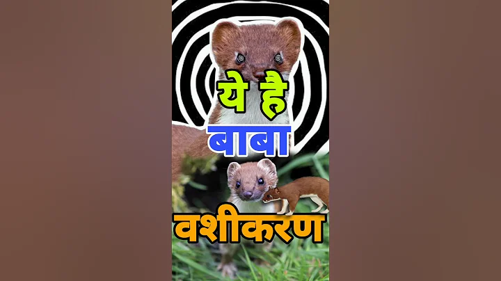 How #stoat hypnotizes #rabbit #shorts