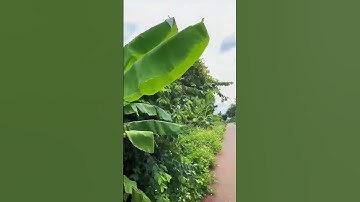 Cô Chú Lớn Tuổi Cần Bán Gấp Mảnh Đất Vườn Ở Bà Rịa Vũng Tàu Để Dưỡng Già#shorts #batdongsan