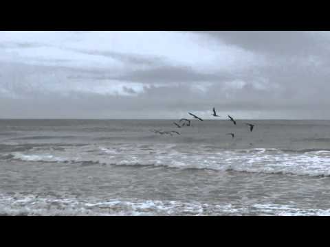 camera iphone 8 plus apk Pelicans hover in waves over waves!