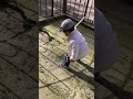 Ўзини соясини урвотти🤣