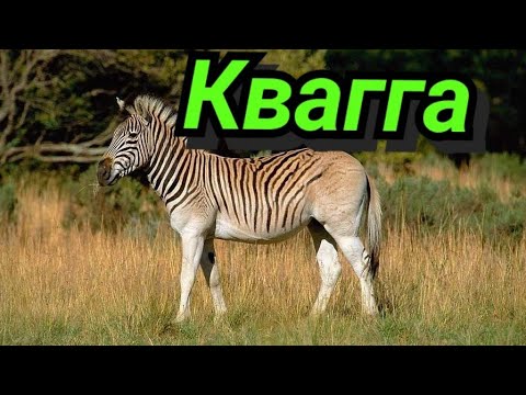 Wideo: Co to jest zebra kwagga?