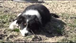 Así los queremos by Yeleen Border Collie 1,582 views 8 years ago 3 minutes, 29 seconds