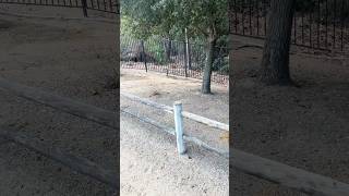 Can you spot the coyote? #horsegirl #trailriding #horseenthusiast #equestrian #thoroughbred #fyp