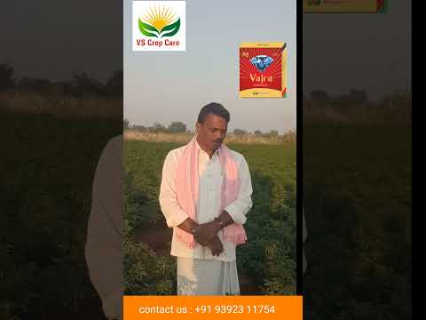 మొద్దువారి, ముడతతో ఉన్న #మిరప తోటని "#వజ్ర తో మెత్తధనం, కొత్త కొమ్మలుగా" మార్చుకున్న రైతు
