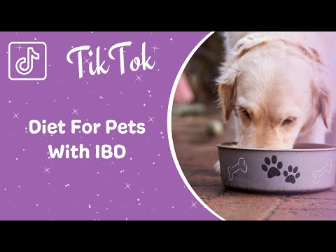 فيديو: مرض التهاب الأمعاء (IBD) في الكلاب والقطط