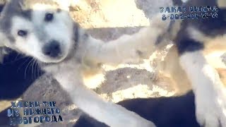 Путешествие к Хаски | Хаски тур из Нижнего Новгорода husky Путешествие к Хаски | Хаски тур из Нижнего Новгорода husky